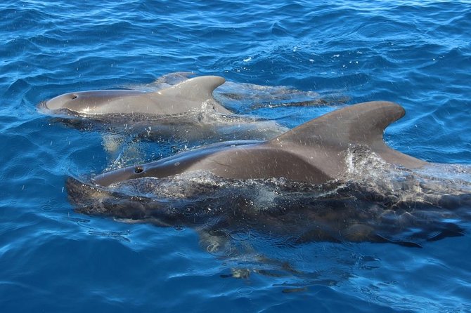 Costa Adeje | Cetacean sighting in Tenerife South - Is $71.35 good value?
