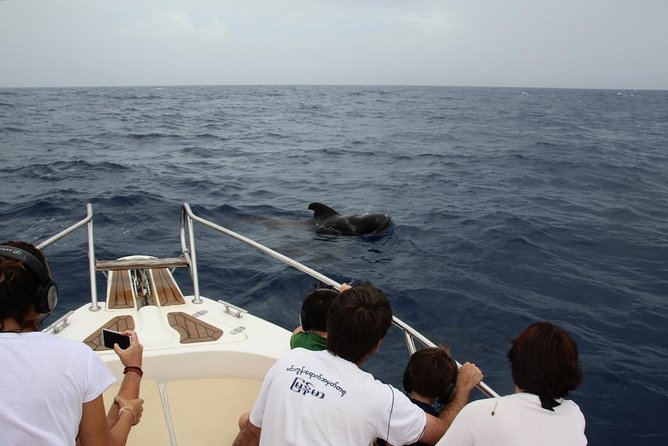 Costa Adeje | Cetacean sighting in Tenerife South - Pilot whales, dolphins, and the luck factor