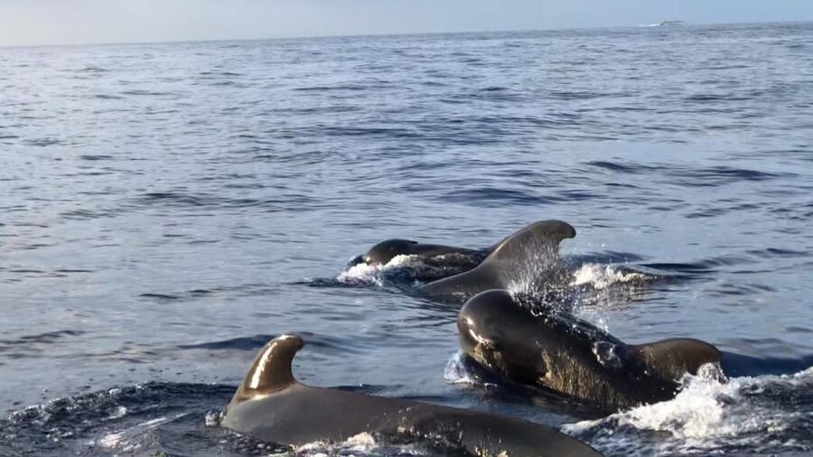 Costa Adeje: Whale and Dolphin Cruise with Food and Pickup - Key points to know before you book