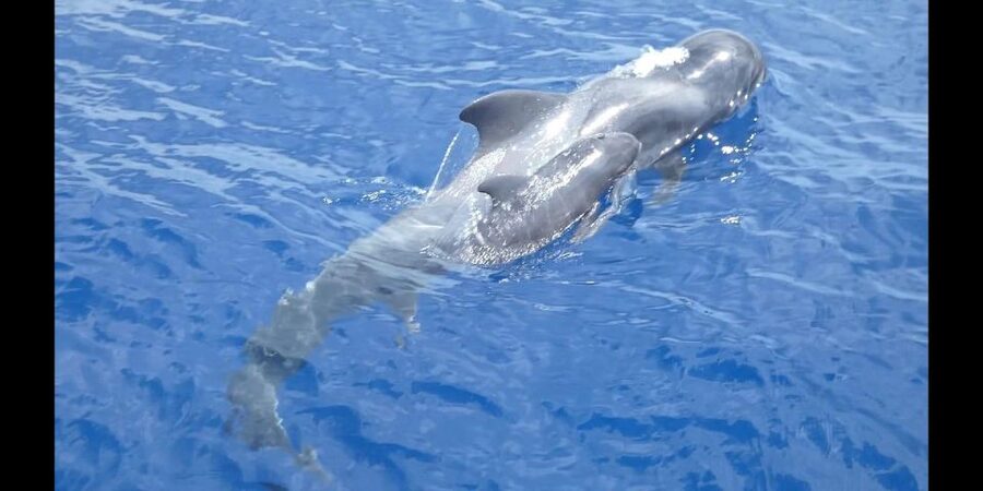 Costa Adeje: Whale and Dolphin Cruise with Food and Pickup - Searching for pilot whales and dolphins off Tenerife