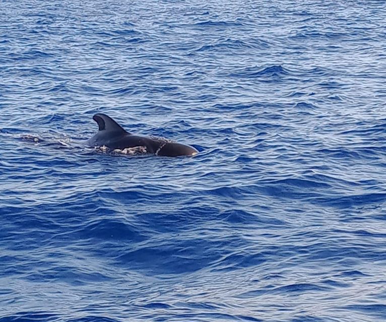 Costa Adeje: Whale and Dolphin-Watching Boat Excursion - Setting out from Lina Yacht in Puerto Colón