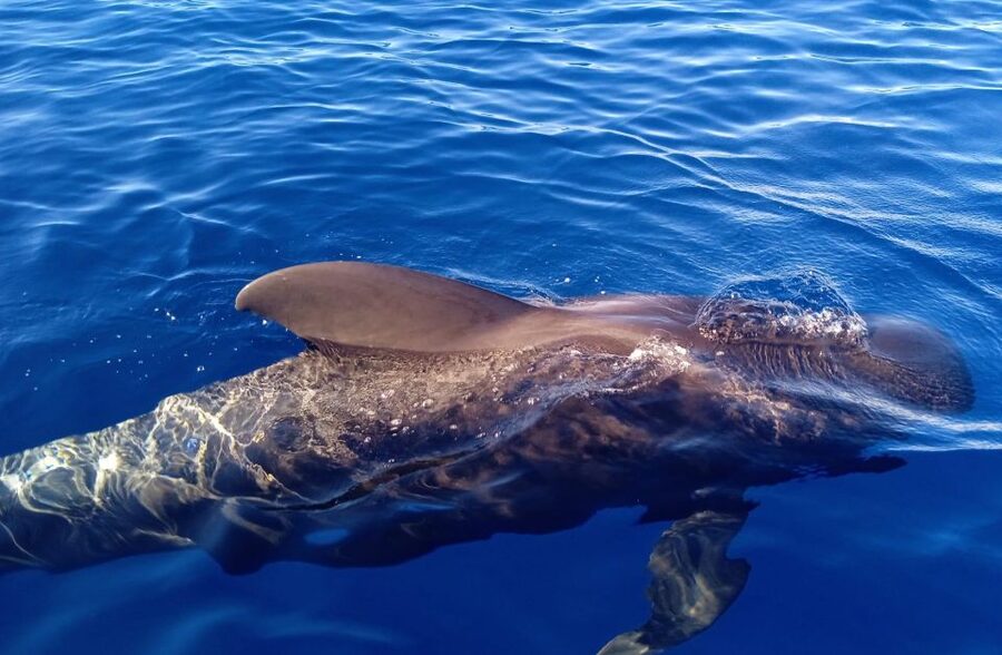 Costa Adeje: Whale and Dolphin-Watching Boat Excursion - Above-water views and glass-bottom viewing