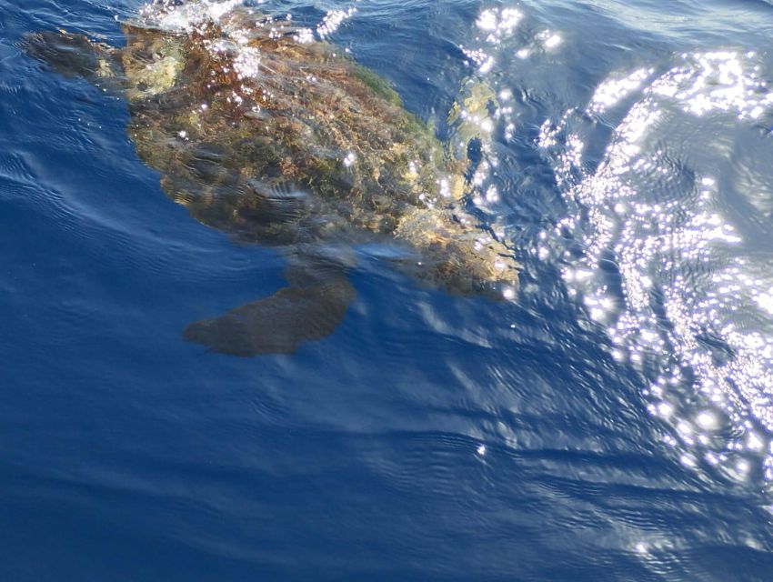 Costa Adeje: Whale and Dolphin-Watching Boat Excursion - Sandwiches, drinks, and what the price buys