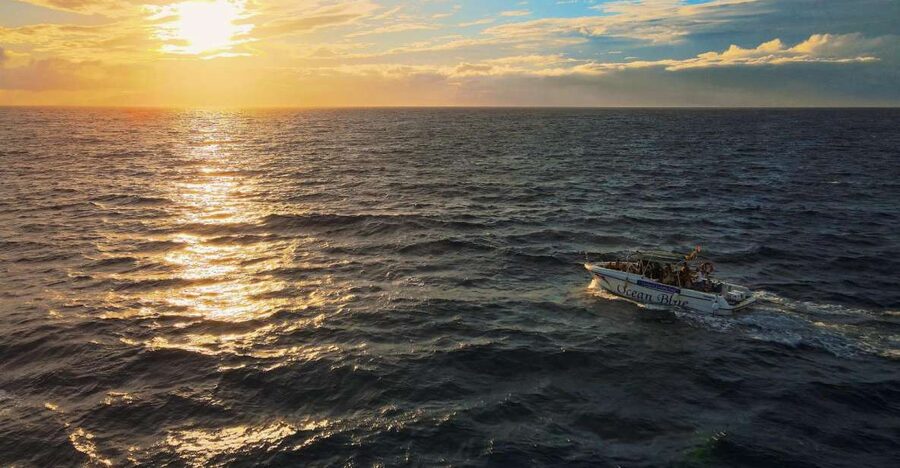 Costa Adeje: Whale and Dolphin-Watching Boat Excursion - Two hours in the whale and dolphin area