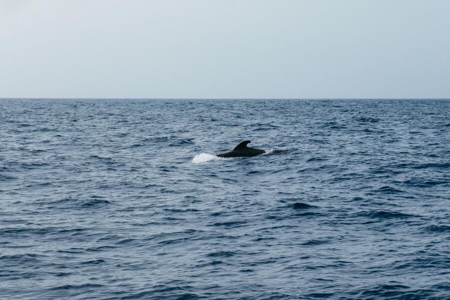 Costa Adeje: Whale & Dolphin Eco-Cruise with Snacks & Drinks - Three hours at sea, or five hours toward Los Gigantes