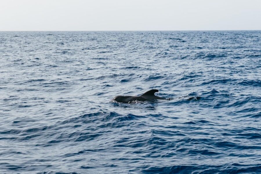Costa Adeje: Whale & Dolphin Eco-Cruise with Snacks & Drinks - What you eat and drink onboard