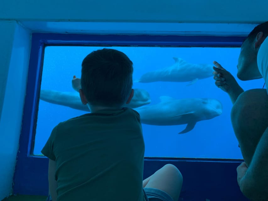 Costa Adeje: Whale & Dolphin Submarine Vision Mini Cruise - Key points to know before you sail