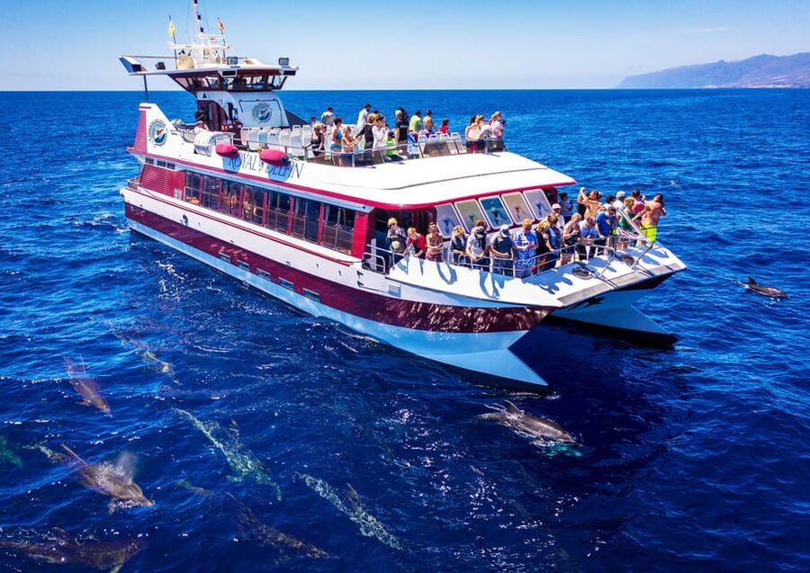 Costa Adeje: Whale & Dolphin Submarine Vision Mini Cruise - Sailing from Puerto Colón on the Royal Delfin
