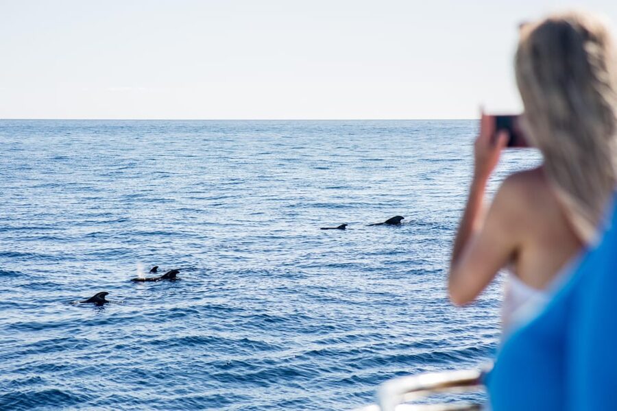 Costa Adeje: Whale & Dolphin Submarine Vision Mini Cruise - Pilot whales, dolphins, and the luck factor