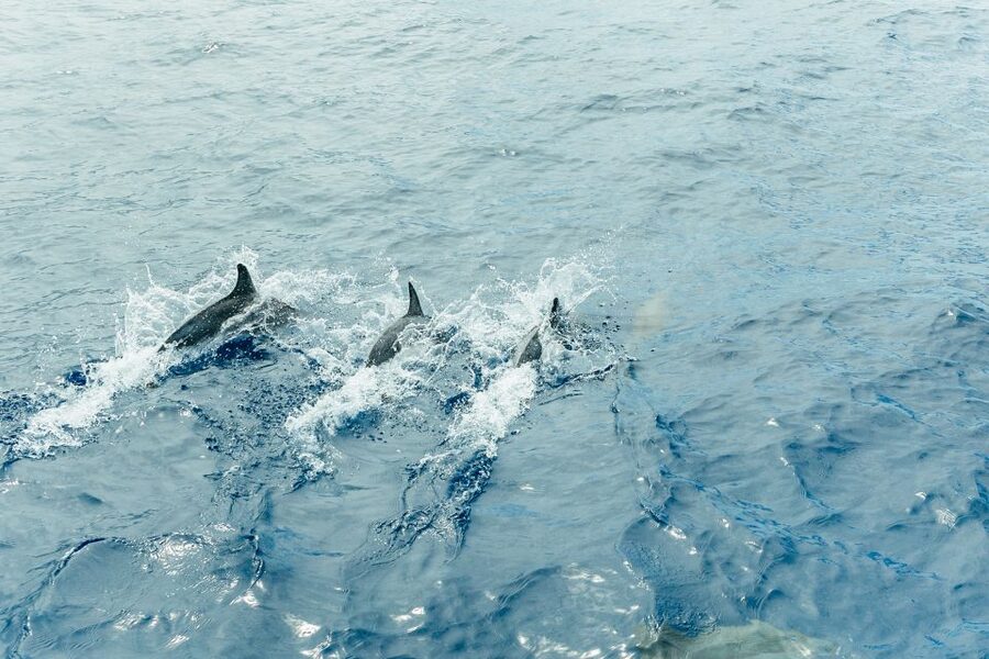 Costa Adeje: Whale & Dolphin Submarine Vision Mini Cruise - Why the larger boat helps