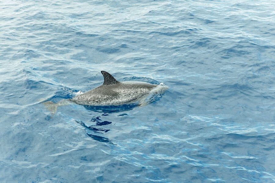 Costa Adeje: Whale & Dolphin Submarine Vision Mini Cruise - Accessibility and practical comfort