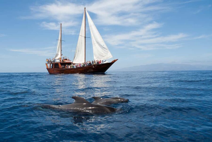 Costa Adeje: Whale & Dolphin Watching Cruise with Swim - Setting Sail From Puerto Colón on the Shogun