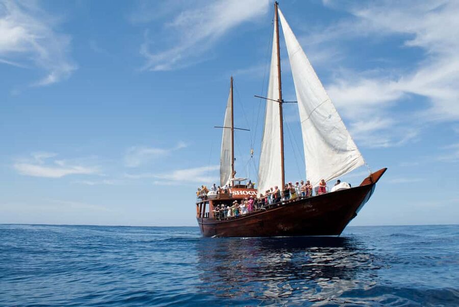 Costa Adeje: Whale & Dolphin Watching Cruise with Swim - FAQ