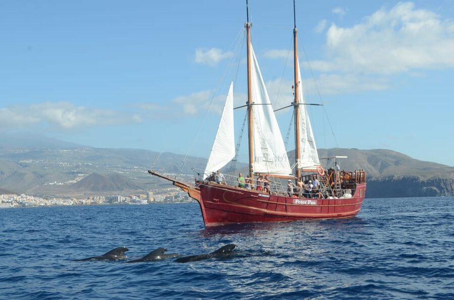 Costa Adeje: Whale & Dolphin Watching Cruise with Swim - Choosing Between the Two-Hour and Five-Hour Options