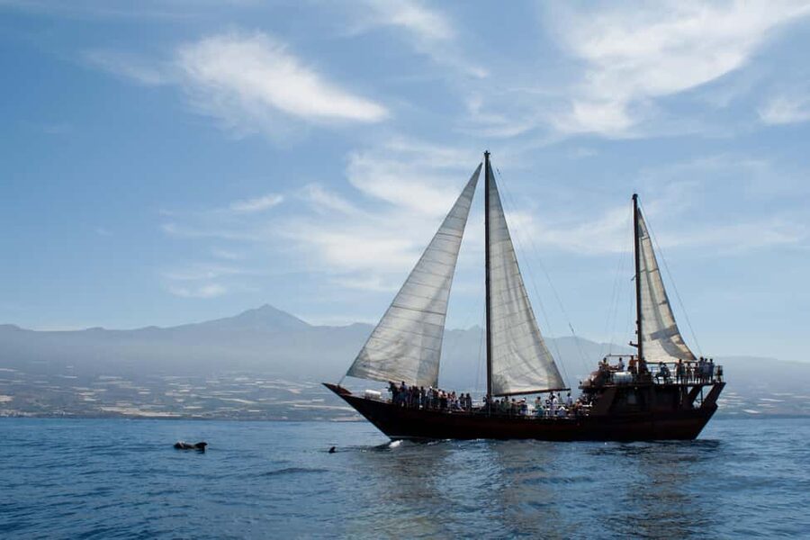 Costa Adeje: Whale & Dolphin Watching Cruise with Swim - How the Crew Shapes the Experience