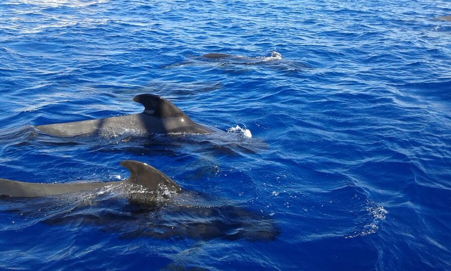 Costa Adeje: Whale & Dolphin Watching Cruise with Swim - Practical Details That Make the Day Easier