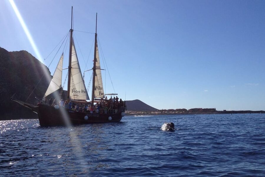 Costa Adeje: Whale & Dolphin Watching Cruise with Swim - Who Will Enjoy This Cruise Most