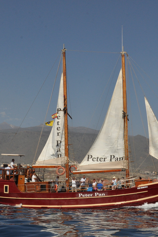 Costa Adeje: Whale & Dolphin Watching Cruise with Swim - Should You Book the Shogun Cruise?