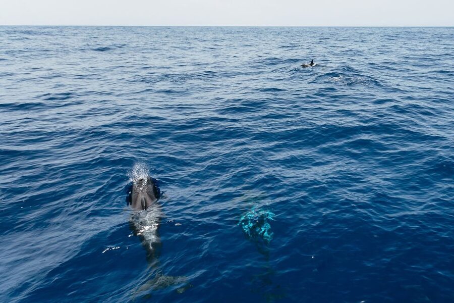 Costa Adeje: Whale Watching Catamaran Tour with Drinks - Pilot whales close to Puerto Colón