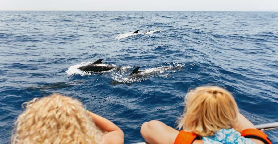Costa Adeje: Whale Watching Catamaran Tour with Drinks - The fish farms and dolphin search