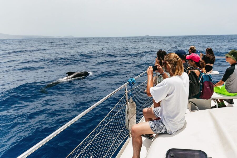 Costa Adeje: Whale Watching Catamaran Tour with Drinks - Drinks, snacks, and the real value at $41