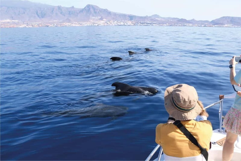 Costa Adeje: Whale Watching Eco Experience with Hydrophone. - Key points at a glance