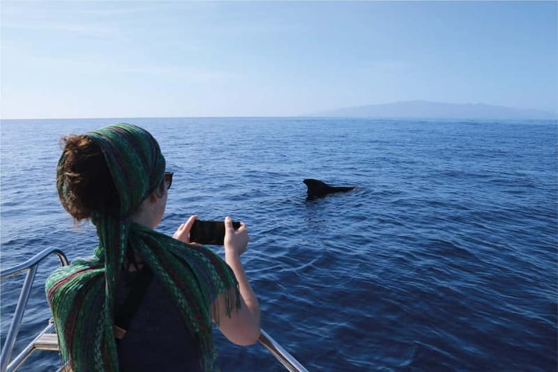Costa Adeje: Whale Watching Eco Experience with Hydrophone. - Costa Adeje’s whale sanctuary by small boat