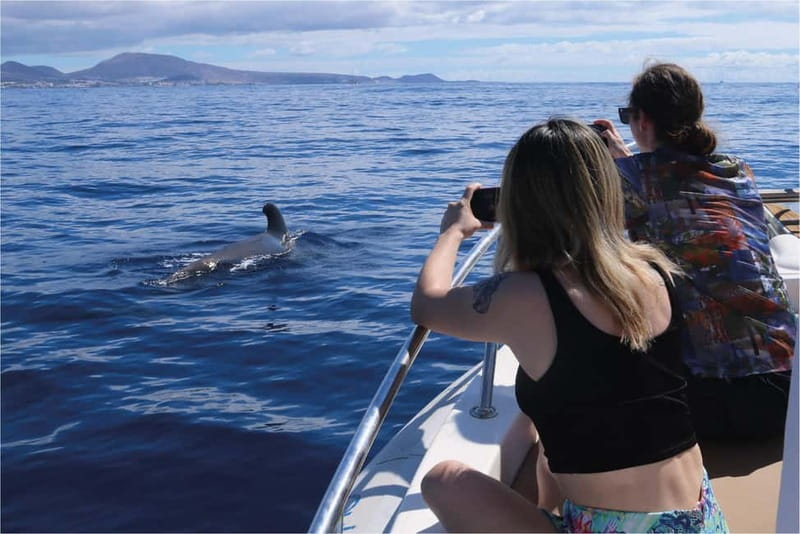 Costa Adeje: Whale Watching Eco Experience with Hydrophone. - Watching pilot whales, dolphins, turtles, and seabirds