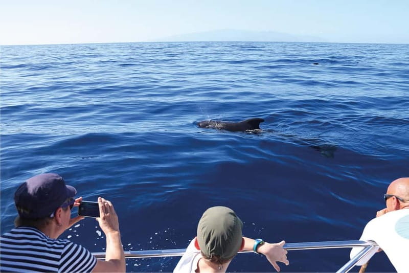 Costa Adeje: Whale Watching Eco Experience with Hydrophone. - A responsible approach to marine life