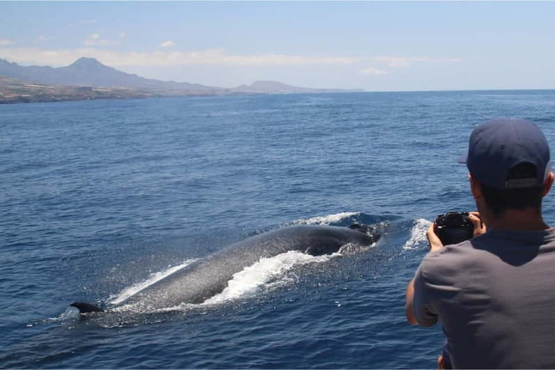 Costa Adeje: Whale Watching Eco Experience with Hydrophone. - What the 2.5-hour schedule feels like