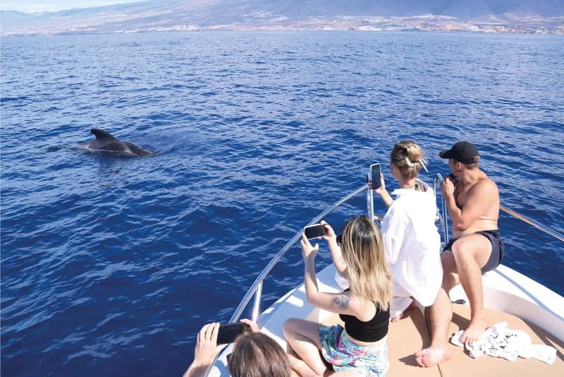 Costa Adeje: Whale Watching Eco Experience with Hydrophone. - Small-group comfort and family appeal