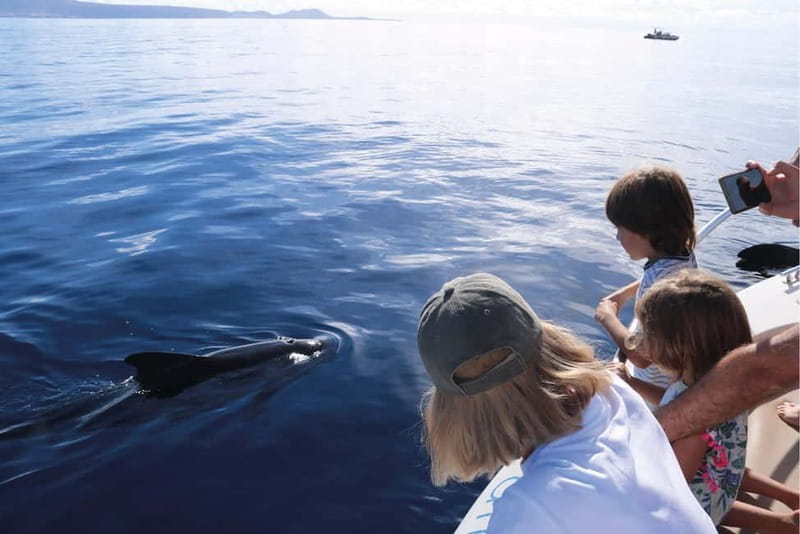 Costa Adeje: Whale Watching Eco Experience with Hydrophone. - How the value compares with a standard boat ride