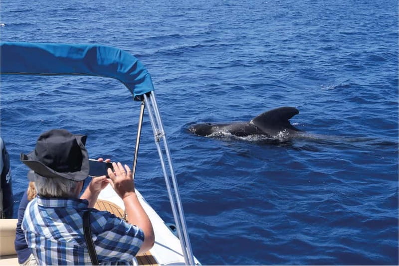 Costa Adeje: Whale Watching Eco Experience with Hydrophone. - Why the hydrophone changes the experience