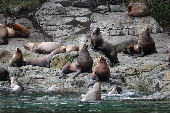 Covered Boat Whale Watching 4-Hour Tour from Campbell River - What the four-hour route gives you