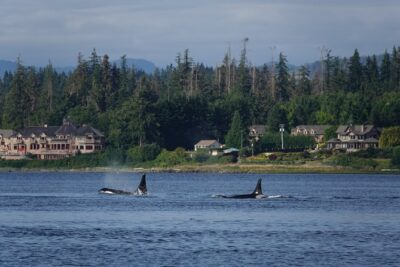 Covered Boat Whale Watching 4-Hour Tour from Campbell River