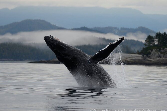 Cowichan Bay Half Day Whale & Wildlife Adventure - Leaving Cowichan Bay for the Salish Sea