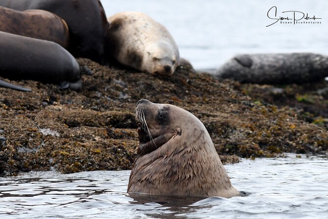 Cowichan Bay Half Day Whale & Wildlife Adventure - Searching for orcas and killer whales