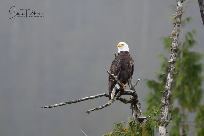 Cowichan Bay Half Day Whale & Wildlife Adventure - Humpbacks, gray whales, and smaller marine life