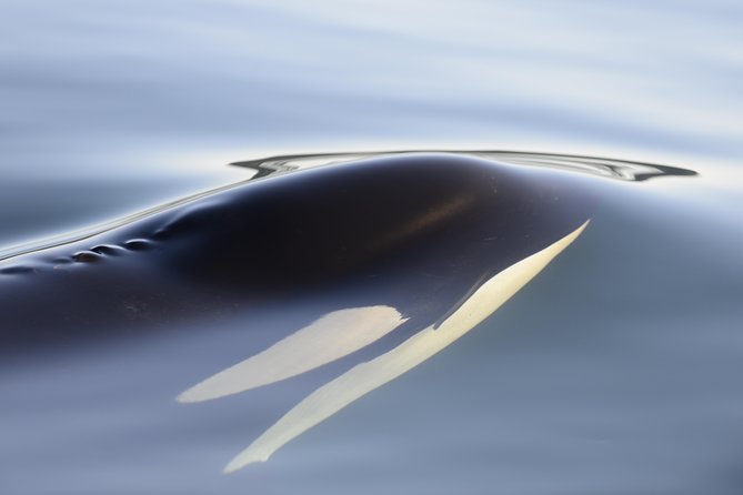 Cowichan Bay Half Day Whale & Wildlife Adventure - Who should book this Cowichan Bay tour?