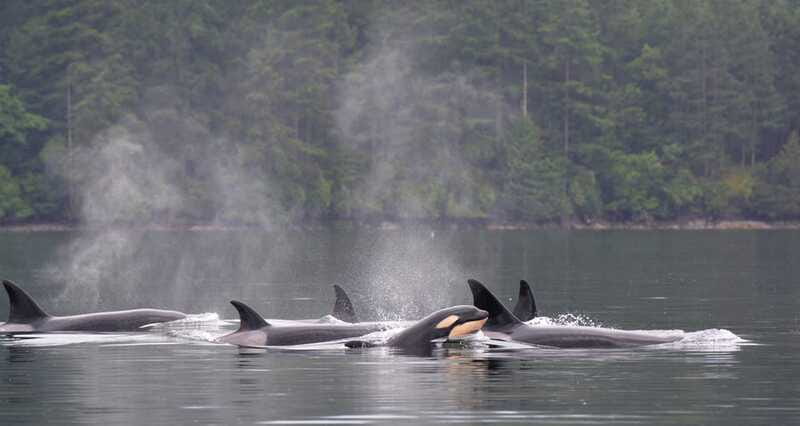 Cowichan Bay: Half-Day Whale & Wildlife Adventure - Practical advice for a better outing