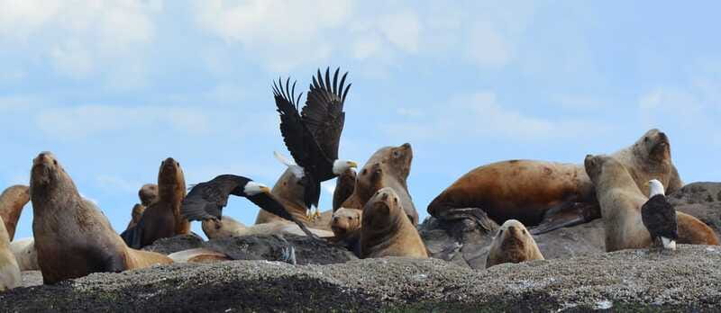 Cowichan Bay: Half-Day Whale & Wildlife Adventure - Who should book this Cowichan Bay tour?