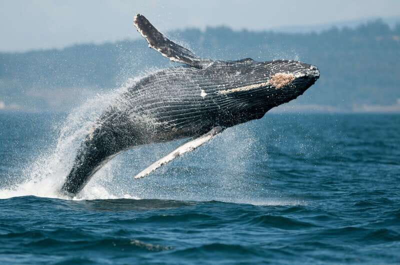 Cowichan Bay: Half-Day Whale & Wildlife Adventure - FAQ