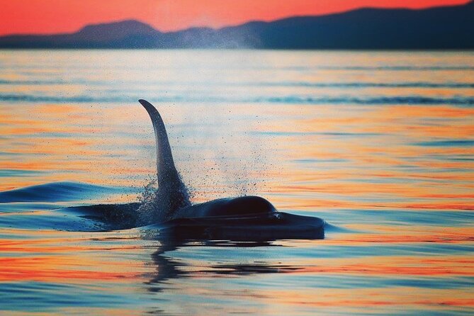 Cowichan Bay: Half-Day Whale & Wildlife Adventure - Three and a half hours on the Salish Sea