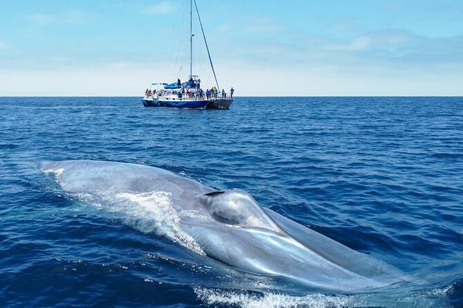 Dana Point Dolphin and Whale Watching with Underwater Viewing - A Dana Point harbor departure with wildlife close at hand