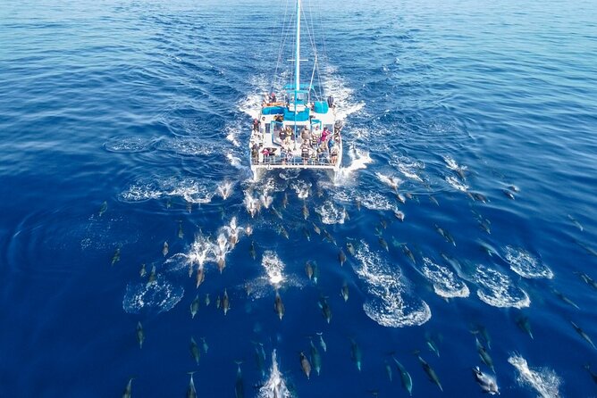 Dana Point Dolphin and Whale Watching with Underwater Viewing - Why the naturalist matters once you reach open water
