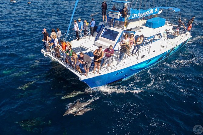 Dana Point Dolphin and Whale Watching with Underwater Viewing - Whale sightings range from quick fins to memorable encounters