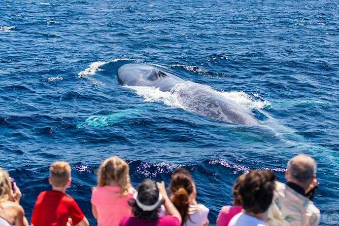 Dana Point Dolphin and Whale Watching with Underwater Viewing - What the boat ride feels like for families and couples