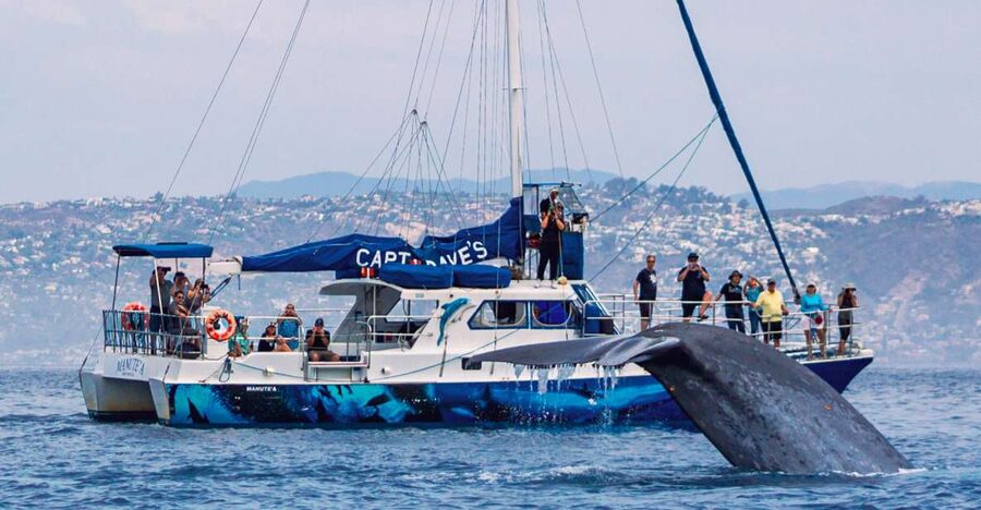 Dana Point Dolphin & Whale Watching With Underwater Viewing - Key points to know before you book