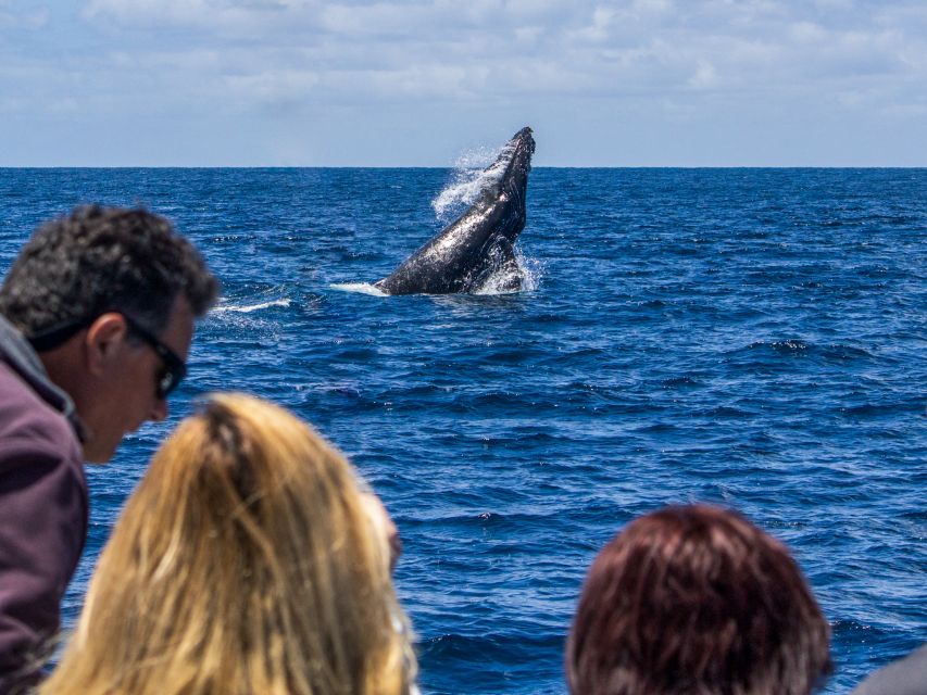 Dana Point Dolphin & Whale Watching With Underwater Viewing - Should you book the Dana Point cruise?