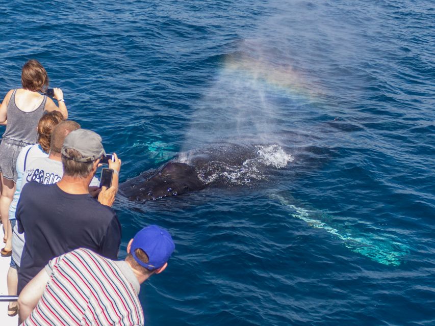 Dana Point Dolphin & Whale Watching With Underwater Viewing - The underwater pods and tram nets